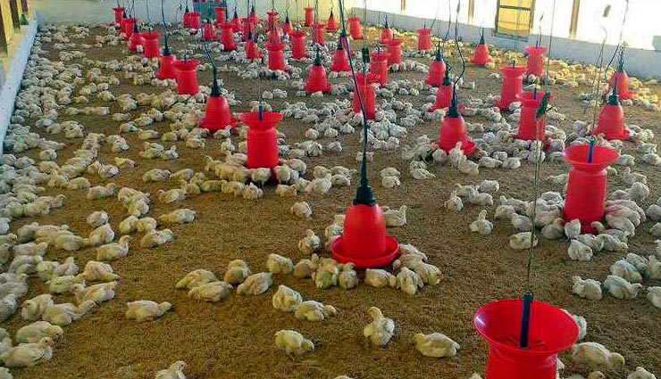 ओडिशा : बालासोर से सामने आया बेहद ही चौकाने वाला मामला, कानफोडू संगीत ने ली 63 मुर्गियों की जान! 