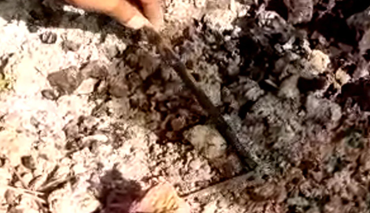 punjab,scissors,ashes,pregnant woman,died,news