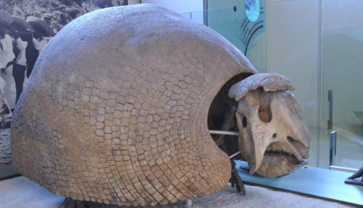 10 हजार साल पुराने ग्लाइप्टोडॉन्ट जानवर का बुलेट प्रूफ शेल मिला argentia,glyptodont shell discovered at ezeiza,greater buenos aires in argentina,weird news,weird news in hindi