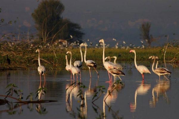pristine wildlife sanctuaries in india,least known pristine wildlife sanctuaries,kabini wildlife sanctuary,nagzira wildlife sanctuary,dibru saikhowa national park,khijadiya bird sanctuary,tal chhapar sanctuary