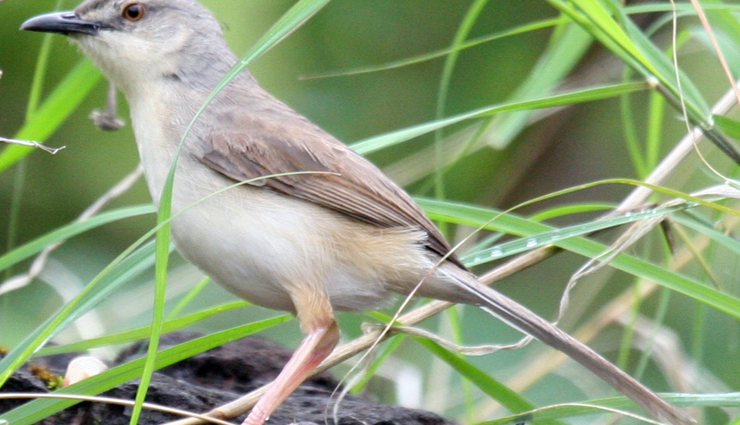 jungle birds,jungle birds you can spot  in india,india tourism,tourist places in india,india tourist places,holidays,travel