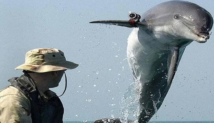 weird news,dolphins and sea lions,security of nuclear weapons