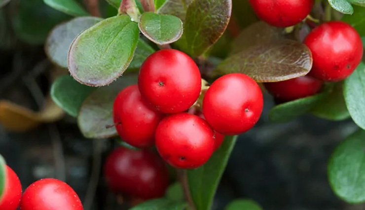 home remedies for skin darkening,lighten skin inner thighs,buttocks skin lightening,pubic area skin darkening,natural remedies for hyperpigmentation,safe skin lightening treatments,dark skin removal,effective skin tone improvement,affordable skin care solutions,skin lightening home remedies