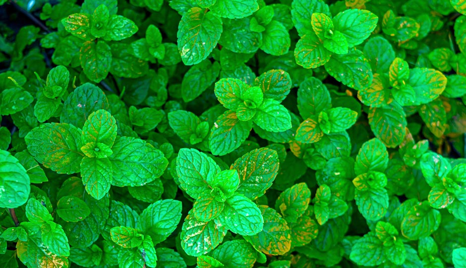 10 Benefits of Pudina for Skin and Hair
