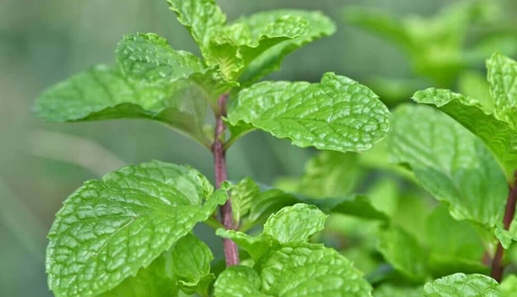 9 Most Amazing Health Benefits of Pudina