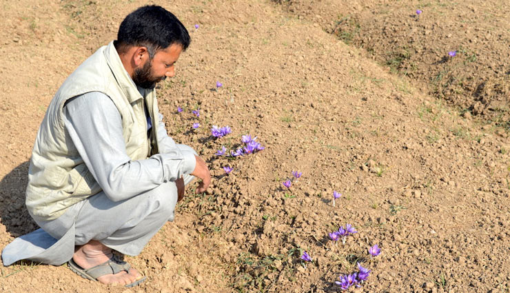 केसर की खेती के लिए है मशहूर है कश्मीर का पुलवामा, जानें यहां की खूबसूरत जगहों के बारे में
