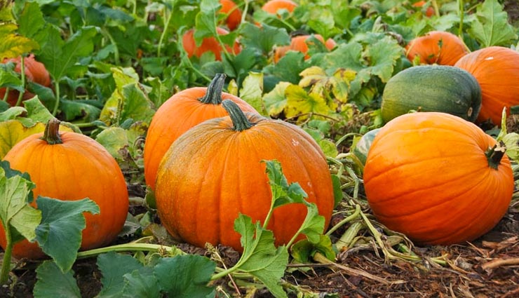 food dog loves to eat,dogs favorite food,dogs food,vegetables for dogs,dogs care