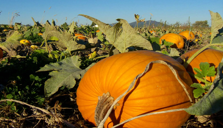 foods to increase blood platelet count in dengue,best foods for low platelet count,how to increase platelet count naturally,foods that boost platelet production during dengue,high platelet count foods for dengue recovery,natural remedies for low platelet count in dengue,platelet boosting foods for dengue patients,foods rich in vitamin k for platelet count,top foods to recover from dengue fever,home remedies to increase platelet count in dengue,platelet rich foods for dengue patients,dengue platelet count increase diet,foods that prevent platelet drop in dengue,best foods to fight dengue and increase platelets,foods for strong platelet production during dengue fever,nutrient-rich foods to raise platelet levels during dengue