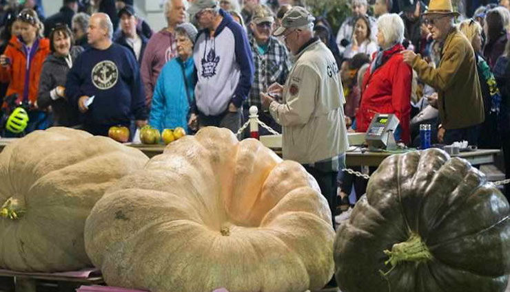 800 kg pumpkin,pumpkin fest,canada,pumpkin,weird news in hindi