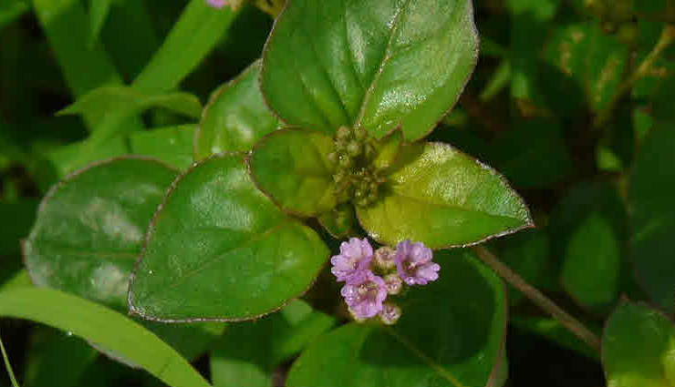 5 Amazing Health Benefits of Punarnava