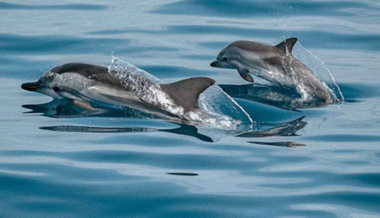dolphins,spotting dolphins,spotting dolphins in india,tourist places in india,india tourism,travel,holidays
