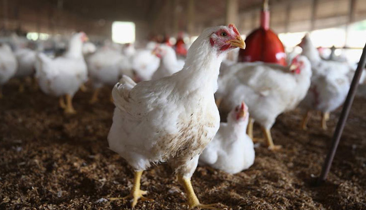 हरियाणा समेत कई राज्यों में बर्ड फ्लू की सूचना, पंजाब ने पोल्ट्री के आयात पर लगाया प्रतिबंध