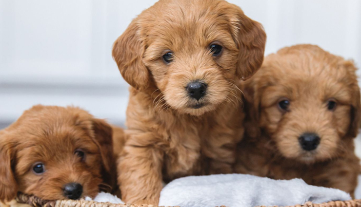 5 Things You Must Keep in Mind Before Adopting a Puppy