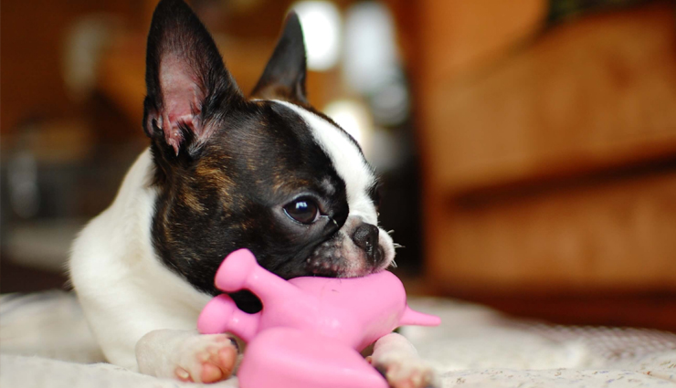 puppy,adopting a puppy,household tips