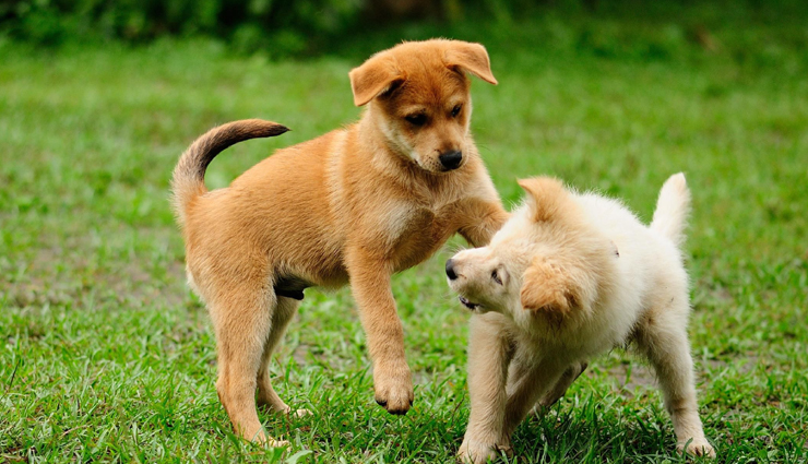 puppy,adopting a puppy,household tips