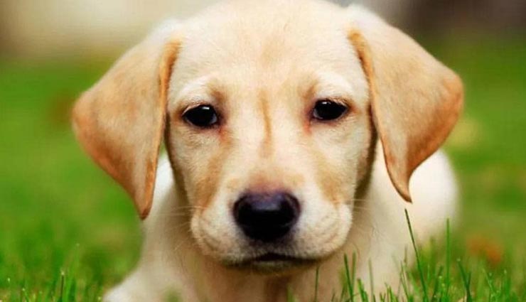 VIDEO : जिसने भी यह विडियो देखा रह गया हैरान, पिल्ले ने लगाया गजब का सुर