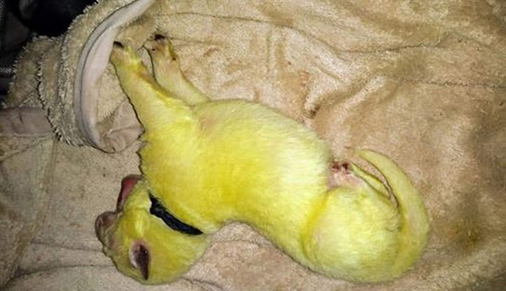 कैलिफोर्निया में पैदा हुआ लाइम ग्रीन कलर का पप्पी, नाम रखा 'हल्क' hulk,lime green puppy,puppy dogs,viral,viral photo,viral puppy,weird news