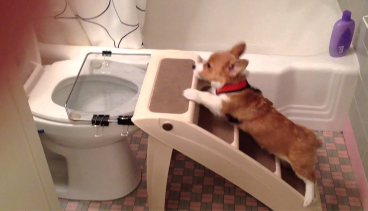 Tips To Train Puppy For Potty