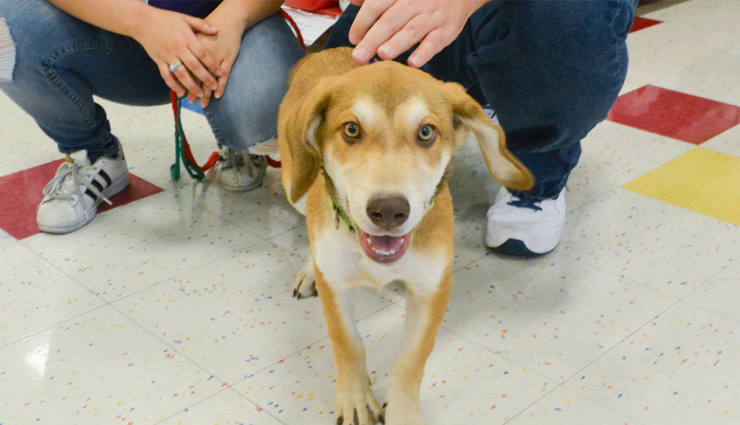 tips to train puppy for potty