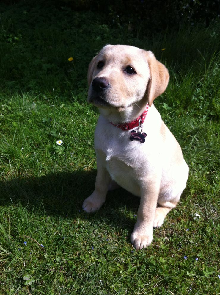 tips to train puppy for potty