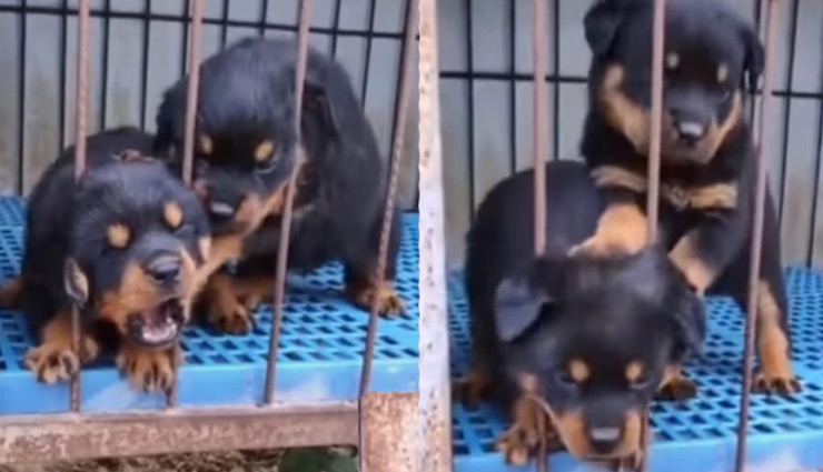 पिंजरे में फंस गई थी पिल्ले की गर्दन, साथी कुत्तों ने ऐसे बचाई जान, वीडियो देख दंग रह जाएंगे आप