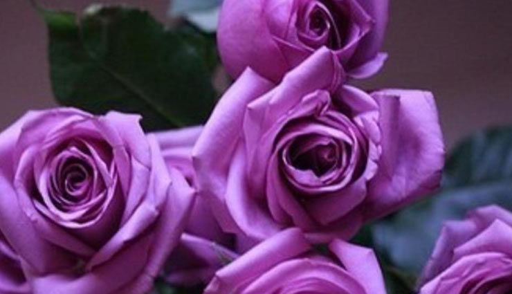 valentines day,valentines week,rose day,roses,color of roses