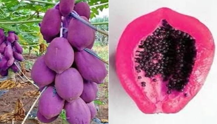 बैंगनी पपीते बन रहे ट्विटर पर चर्चा का विषय, मिल रही रोचक प्रतिक्रियाएं