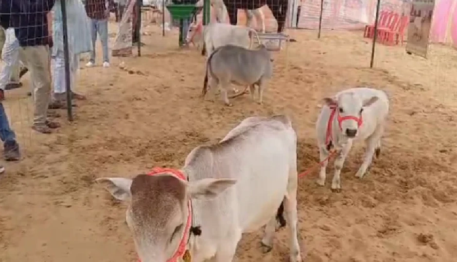 राजस्थान: पुष्कर मेले में 28 इंच की मिनी गाय ने लूटी महफिल, जयपुर के युवा पशुपालक अभिनव तिवारी की स्टॉल बना आकर्षण का केंद्र