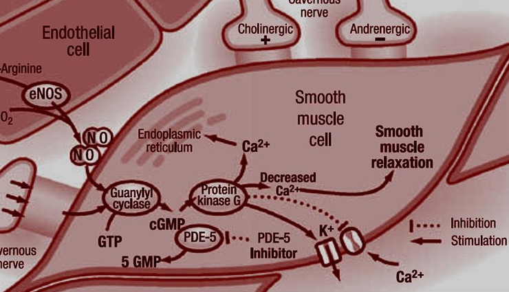 putrajeevak health benefits,putranjiva roxburghii properties,lucky bean tree advantages,medicinal uses of putraveeji,health benefits you did not know,nutritional value of putrajeevak,putranjiva roxburghii health impact,traditional uses of lucky bean tree,lesser-known health benefits,putrajeevak for well-being