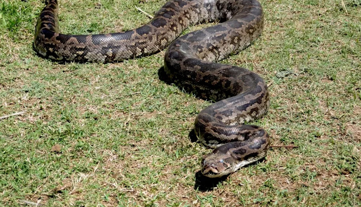 species of python,species of python in the world,reticulated python,burmese python,african rock python,indian rock python,amethystine python,australian scrub python,olive python