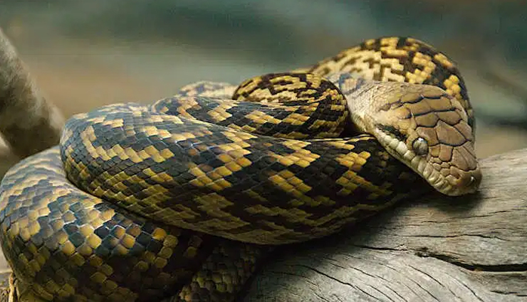 species of python,species of python in the world,reticulated python,burmese python,african rock python,indian rock python,amethystine python,australian scrub python,olive python