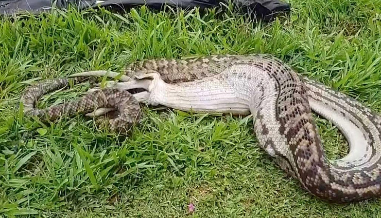 species of python,species of python in the world,reticulated python,burmese python,african rock python,indian rock python,amethystine python,australian scrub python,olive python