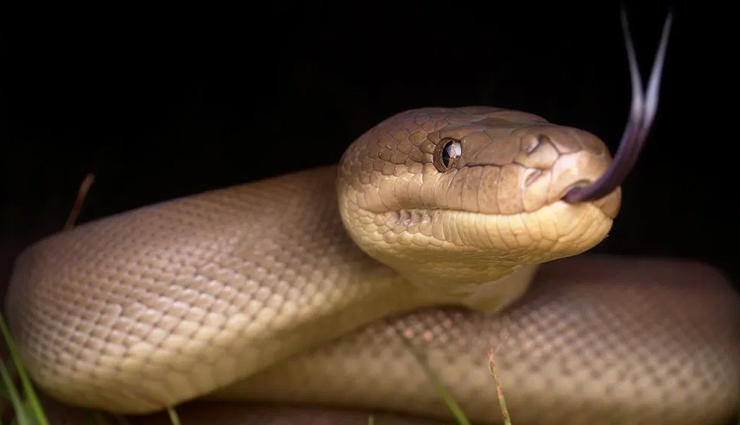 species of python,species of python in the world,reticulated python,burmese python,african rock python,indian rock python,amethystine python,australian scrub python,olive python