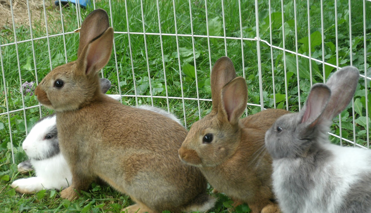 pet animals,lucky,jyotish