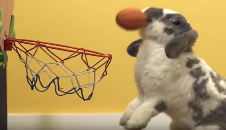 Talent : यह खरगोश खेलता है बास्केट बॉल, बनाया गिनीज वर्ल्ड रिकॉर्ड, देखे विडियो