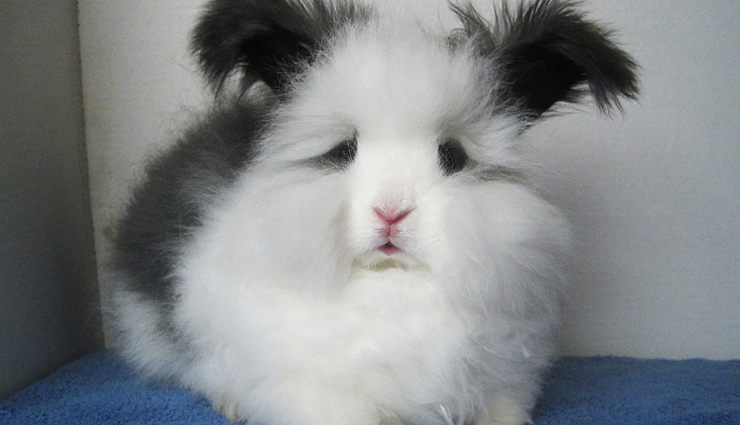 weird animals,weird animals around the world,world top weird animals,travel,travel tips,holidays