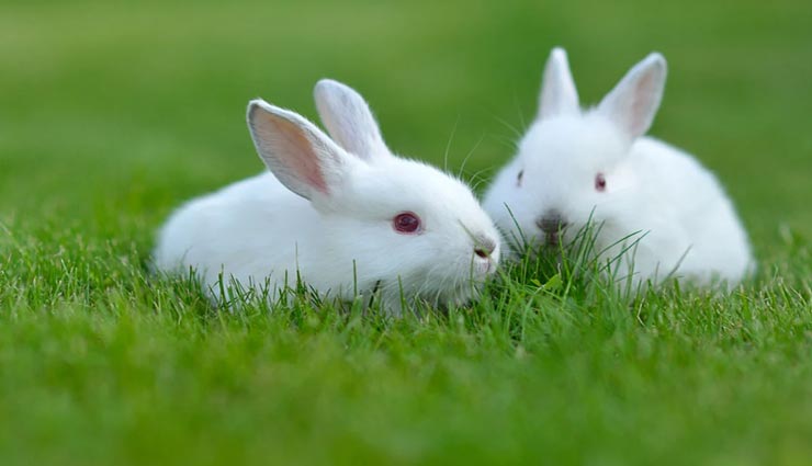 weird news,weird information,weird habits of animals,rabbit eat own poop ,अनोखी खबर, अनोखी जानकारी, जानवरों की अनोखी आदत, खरगोश की आदत