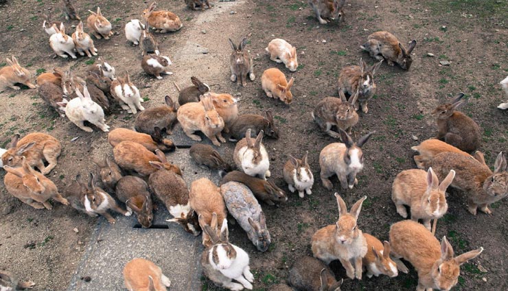 animal lovers places,places for animal lovers,tourist places