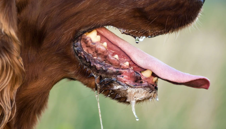 कुत्तों के अलावा ये जानवर भी फैला सकते हैं रेबीज, भूलकर भी न करें नजरअंदाज