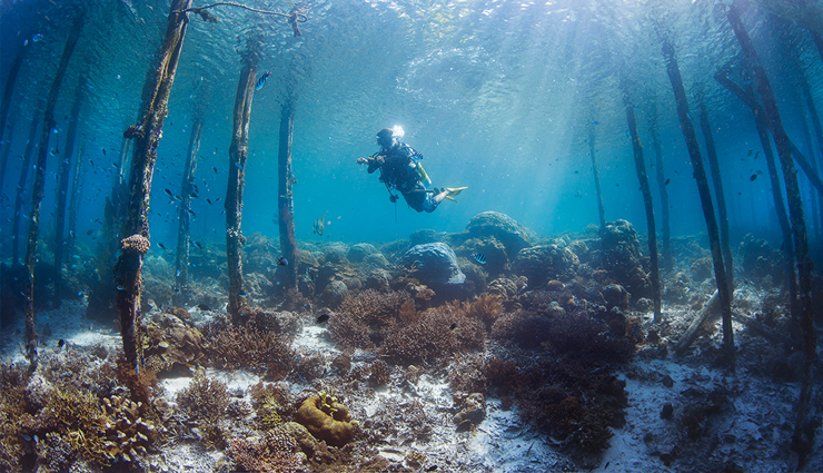 southeast asia,diving in southeast asia,amazing places to try diving in southeast asia,raja ampat,indonesia,tubbataha reef,philippines,pulau sipadan,malaysia,surin islands,thailand,bunaken,indonesia,coron,philippines,wakatobi islands,indonesia,koh tao,komodo national park,travel.holidays,travel guide