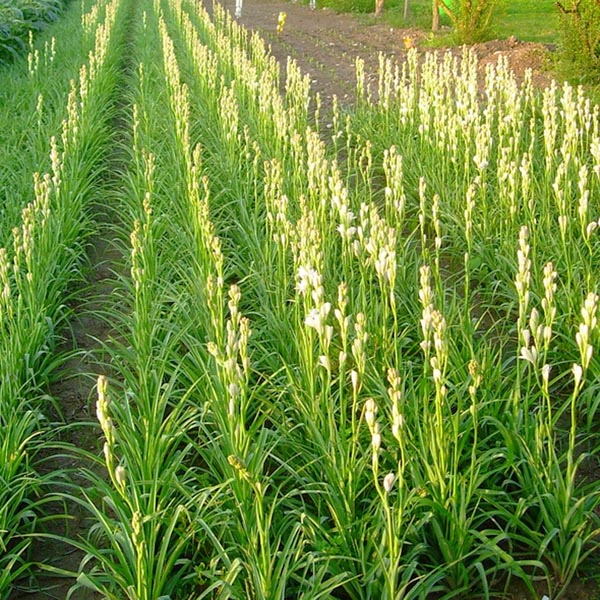 plants makes you rich,astrology tips