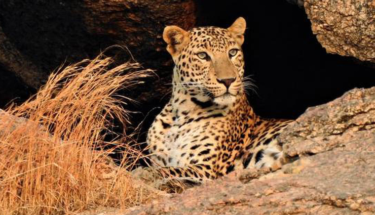 offbeat places in rajasthan,rajasthan,places to visit in rajasthan,ranakpur,rusirani,narlai,leopards that inhabit caves in bera,bishnoi village