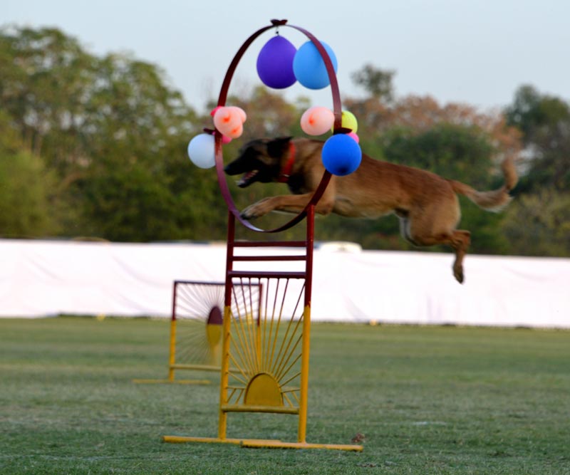 rajasthan festival 2018,rajasthan festival 2018 photos