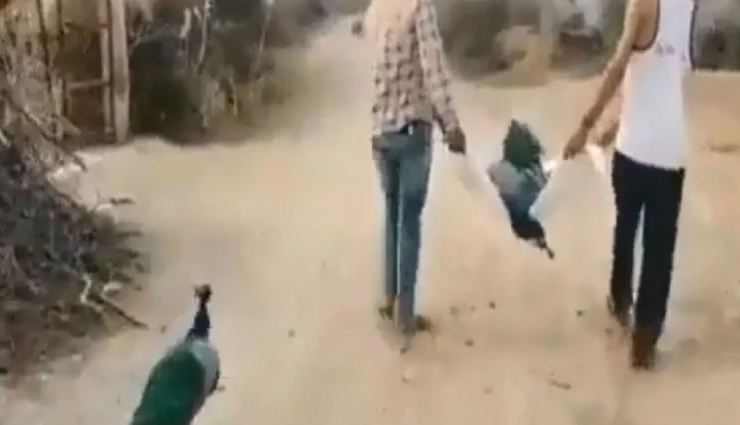 मोर की अंतिम विदाई में शामिल हुई मोरनी, नम आंखों से कहा अलविदा, देखें वीडियो