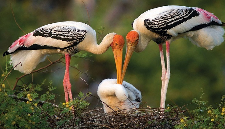 ranakpur tourist attractions,top things to do in ranakpur,ranakpur jain temple visit,jungle safari in ranakpur,trekking routes in ranakpur,best time to visit ranakpur,ranakpur wildlife safari,ranakpur dam sunset views,horse riding tours in ranakpur,ranakpur must-visit places,ranakpur local shopping guide,historical temples in ranakpur,jeep safari in ranakpur forest,ranakpur wolf spotting tours,muchal mahavir temple ranakpur