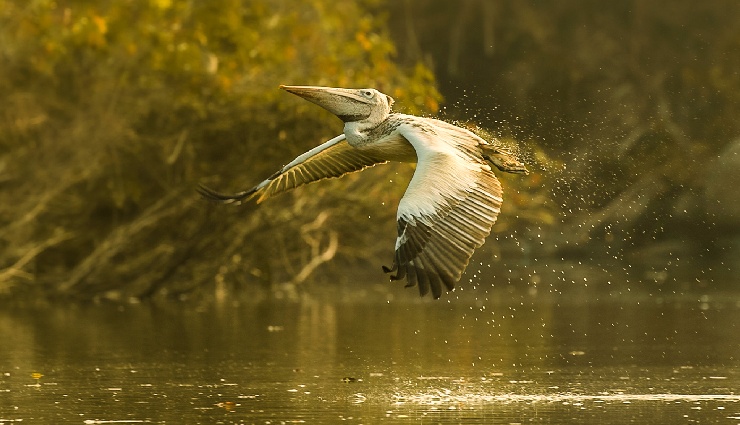 india bird watching,bird species in india,bird sanctuaries india,national parks india,birding destinations india,great indian bustard,siberian crane,bharatpur sanctuary,endangered birds india,himalayan birds,bird watching tours india,ornithology india,bird habitats india