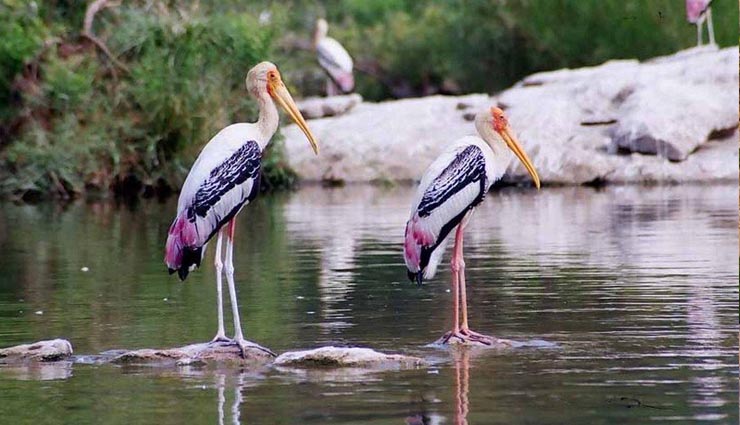 karnataka,holidays in karnatka,nandi hills muddenahalli,sangam mekedatu,ranganthittu bird sanctuary somnathpur shivasamudram,nagarahole madikeri nisargadhama,sigandhur and jog falls tour