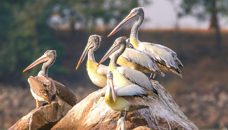 birdwatching spots in india,best places for birding in india,indian birding destinations,top birdwatching locations in india,prime birding spots across india,birdwatching sites in india,birding hotspots in india,indian birding trails,birding sanctuaries in india,must-visit birding places in india,indian birdwatching havens,birding paradises in india,indian birding sites for enthusiasts,prime birding destinations in india,indian birding hotspots and trails,birdwatching sanctuaries in india,lesser-known birding spots in india,birding locales across india,birding areas in diverse indian landscapes,india diverse birding habitats,popular birding spots in india wilderness,exclusive birding locations in india