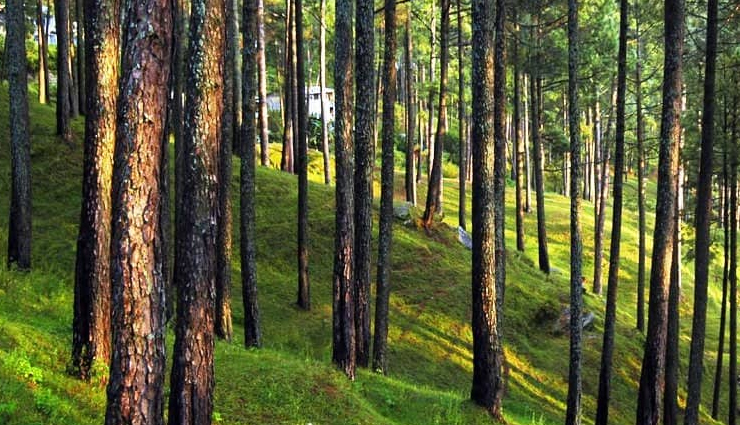 हिमालय पर्वत की पहाड़ियों और जंगलो को जोड़ता है रानीखेत, नैसर्गिक शान्ति करती है आकर्षित tourist places in ranikhet,ranikhet attractions,places to visit in ranikhet,famous tourist spots in ranikhet,ranikhet sightseeing,best places to explore in ranikhet,top tourist destinations in ranikhet,must-visit places in ranikhet,ranikhet tourism,scenic spots in ranikhet