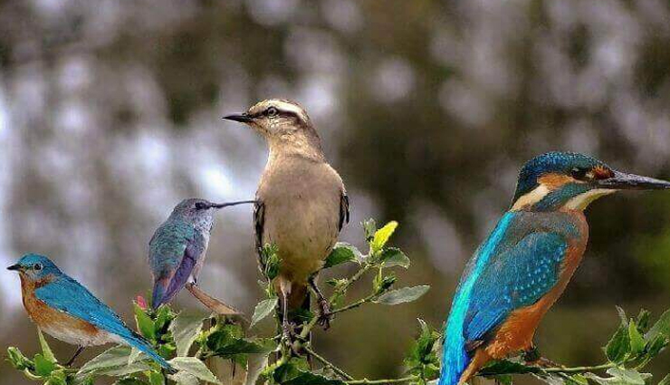 rann utsav,places to visit during rann utsav,black magnetic mountains,birders paradise at mandvi,unearthing history at dholavira,ancient buddhist paintings at siyot,spotting the rare indian bustard